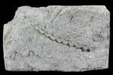 Archimedes Screw Bryozoan Fossil - Illinois #74311-1